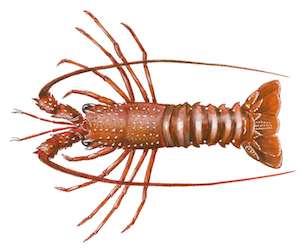 palinurus_mauritacus_el